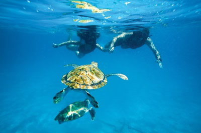 swimming with turtles catamarans