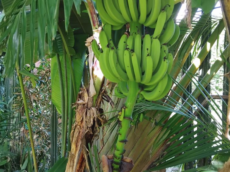 Hakuna Matata , Holetown , St James , West Coast  