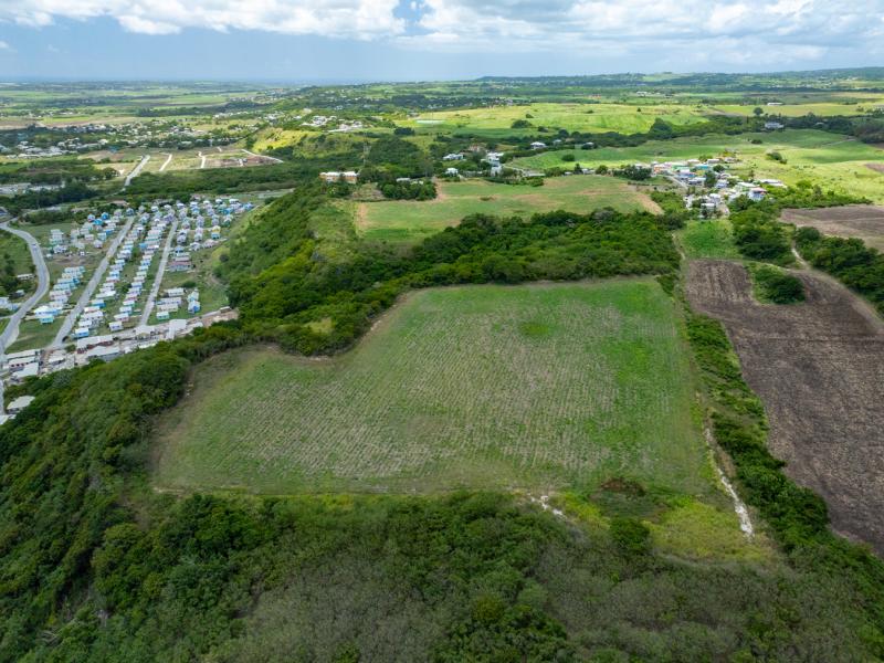 Mount Pleasant Estate , St Philip  
